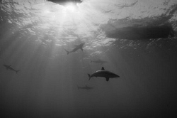 Sharks In The Light by Spencer Burrows 